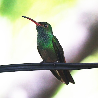 Blue-throated Goldentail Blue-throated Goldentail